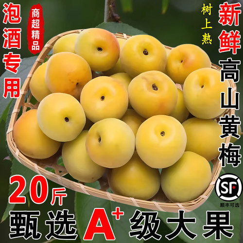 新鲜黄梅鲜果现摘青梅黄梅子泡酒