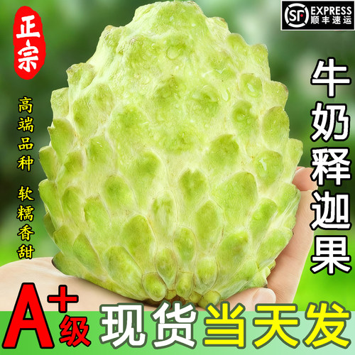 海南释迦果牛奶凤梨新鲜现摘顺丰
