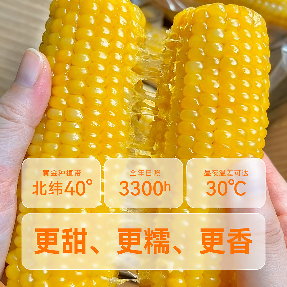 内蒙古沙漠有机黄糯玉米真空新货