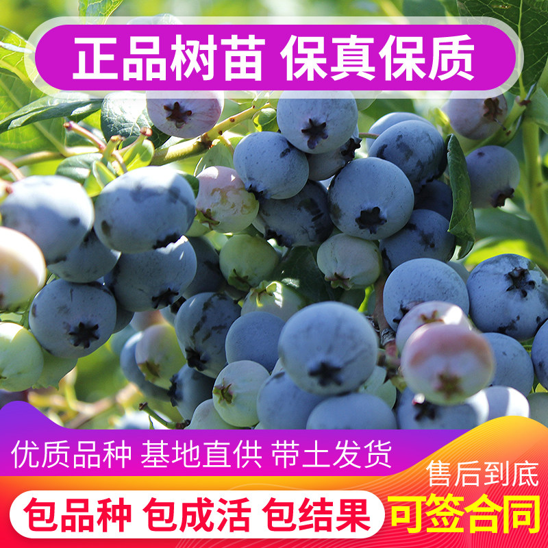 蓝莓苗盆栽地栽蓝莓苗南北方种植当年结果薄雾蓝丰兔眼蓝梅果树苗