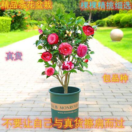 茶花树苗盆栽带花苞香妃四季常青耐冬五色赤丹大花浓香型庭院室内