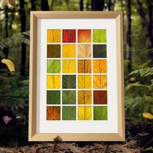 树叶标本相框宫格24 48格子空框手工diy创意落叶捡秋收集装饰画框