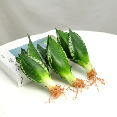 稀有品质虎皮兰客厅办公室吸甲醛