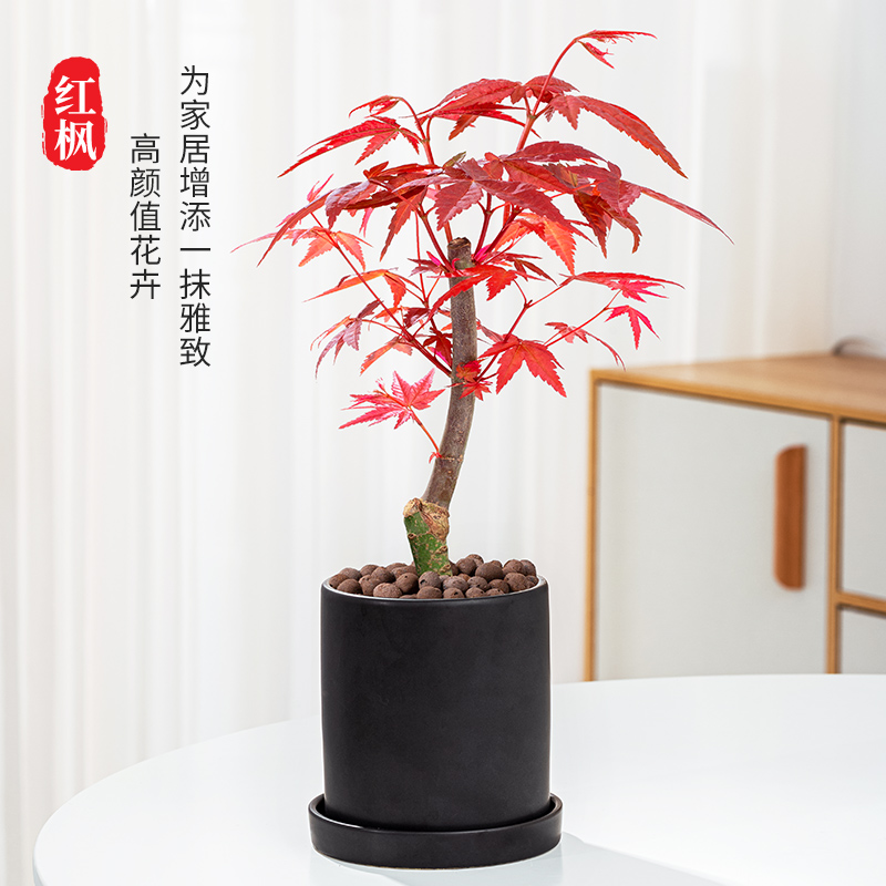 日本红枫室内吸甲醛美观带盆种好