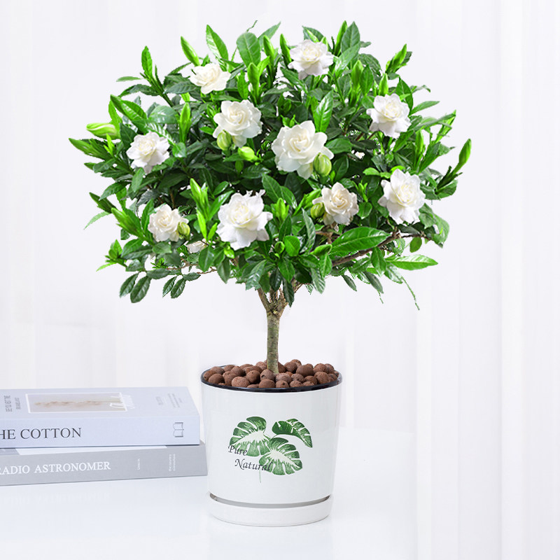 栀子花盆栽独杆老桩盆景室内阳台净化空气植物四季开花卉好养绿植