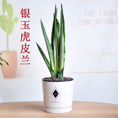绿植银玉剑叶新房室内稀有虎皮兰