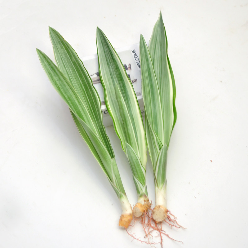 雪纹蓝龙虎皮兰室内盆栽绿植稀有品种宝镜金边虎尾兰好养植物盆景