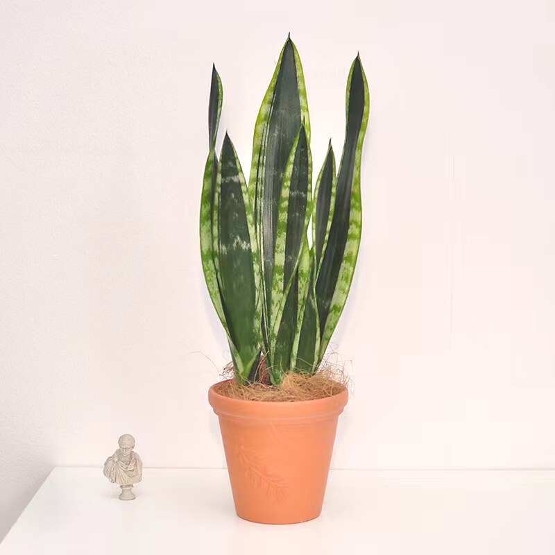 高脚金边虎皮兰霸王兰室内好养盆栽白雪绿植物稀有虎尾兰净化空气