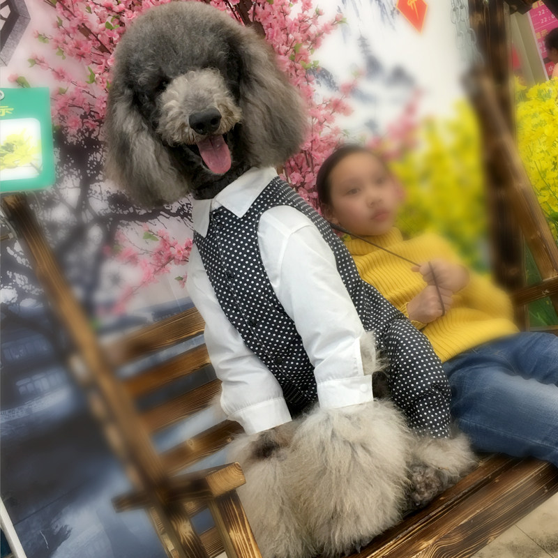 哈尼原创手工定制 巨贵 金毛 萨摩耶 中大型犬 西服波点西裤
