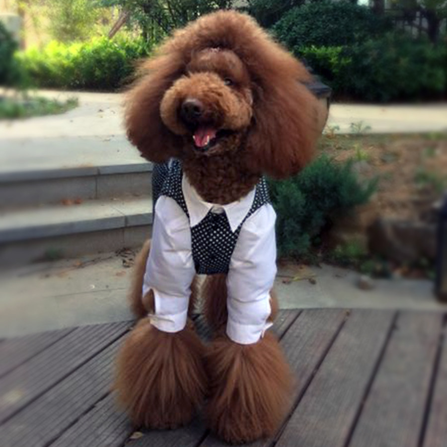 哈尼原创狗狗巨贵衣服大型犬衣服柴犬萨摩耶拉拉斗牛金毛西服马甲