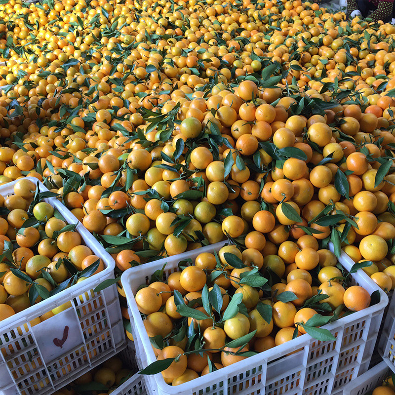 新鲜现摘 超甜 水分足