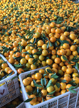 正宗甜麻阳冰糖橙新鲜水果应季脐果冻甜橙大果橙子湖南包邮