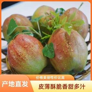 自家果园助农山东阳信梨新梨7号媚梨香梨皮薄多汁纯甜无酸新鲜