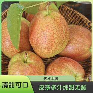 助农山东阳信梨新梨7号媚梨库尔勒香梨皮薄多汁纯甜无酸新鲜水果