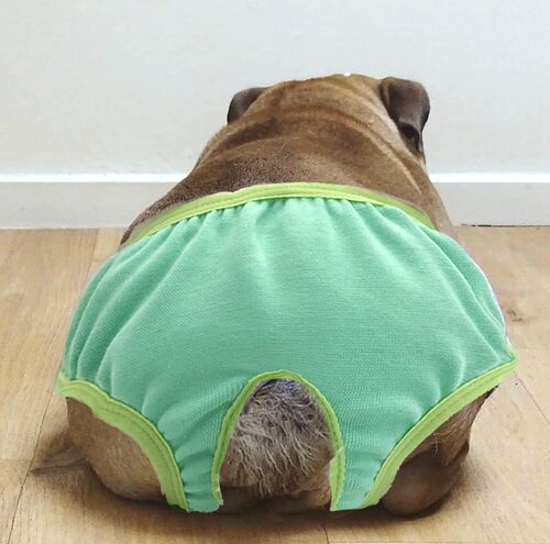宠物生理裤狗狗防狼裤内裤亚马逊宠物用品猫咪术后服猫咪绝育服