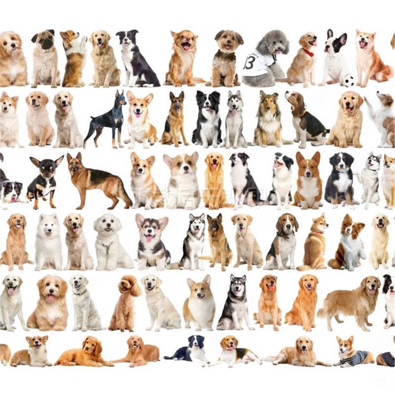 现代2D宠物 宠物猫 宠物狗 爬行动物 泰迪 家狗 草图大师SU模型