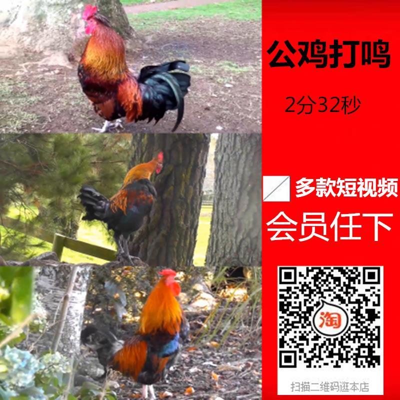 高清公鸡打鸣大公鸡鸣叫视频素材多款段片头雄鸡报晓乡村土鸡凤鸡