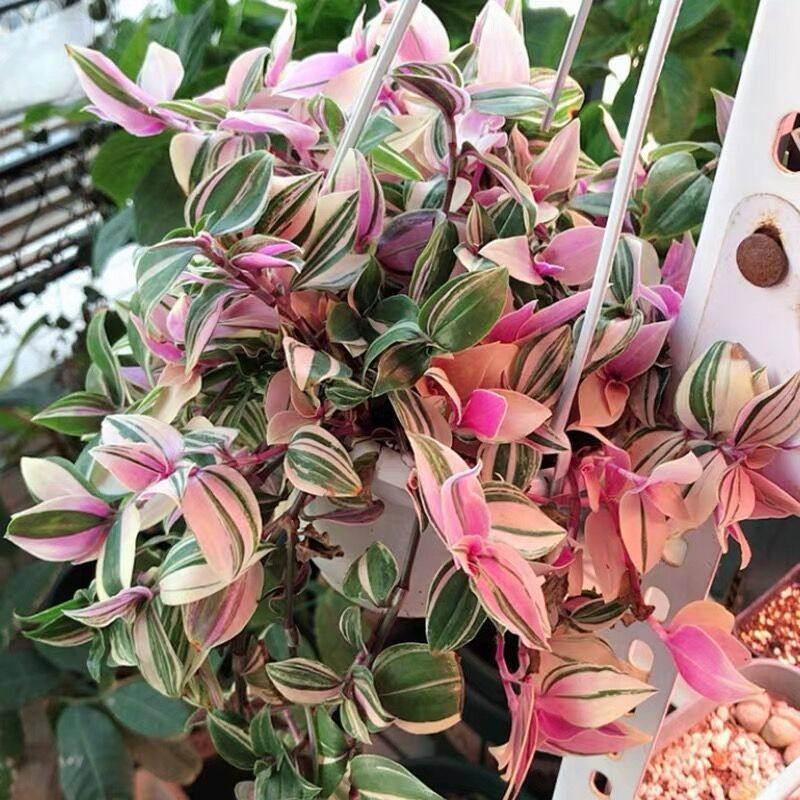 进口油画婚礼吊兰锦花卉肉肉新款爆盆多肉植物净化空气盆栽吸甲醛