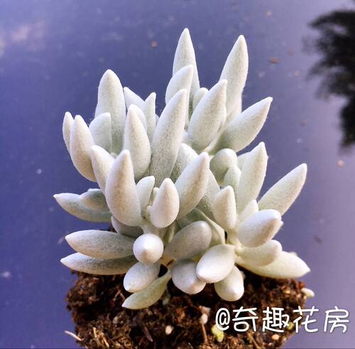 高贵银白色肉肉银月菊科多肉植物