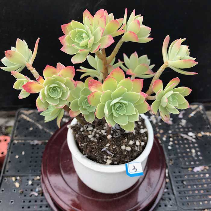 油画婚礼薄化妆碧玉莲老桩群生多头多肉植物盆栽组合肉肉绿植花卉