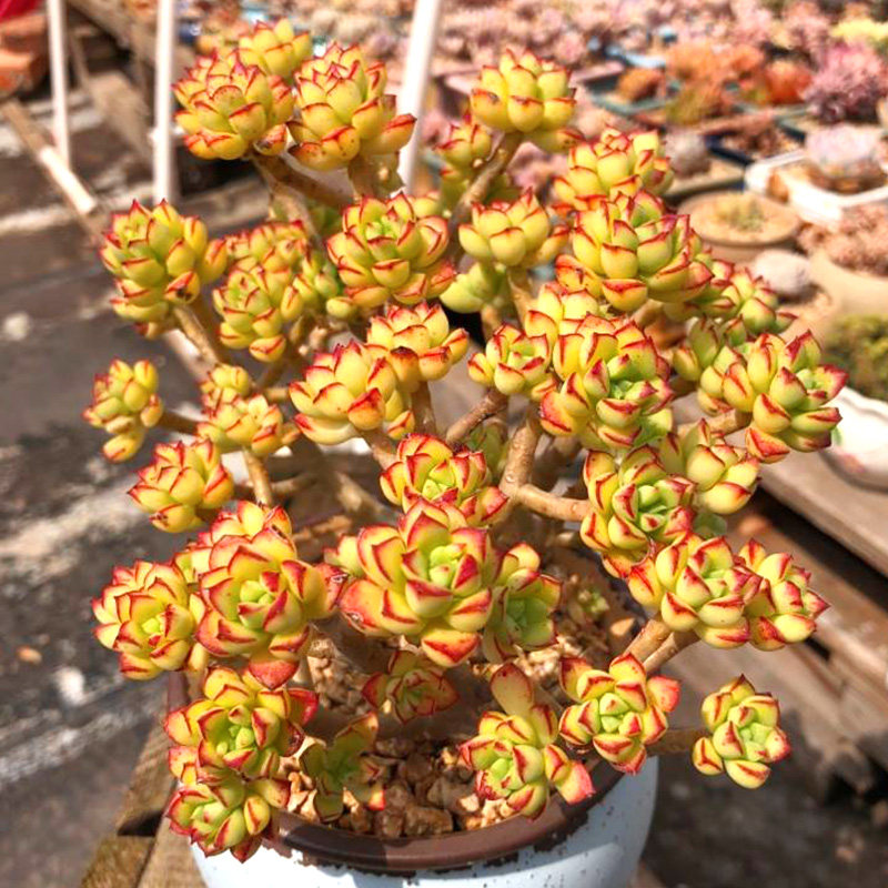 酥皮鸭多肉植物办公室阳台室内花卉植物吸甲醛净化空气趣味肉肉