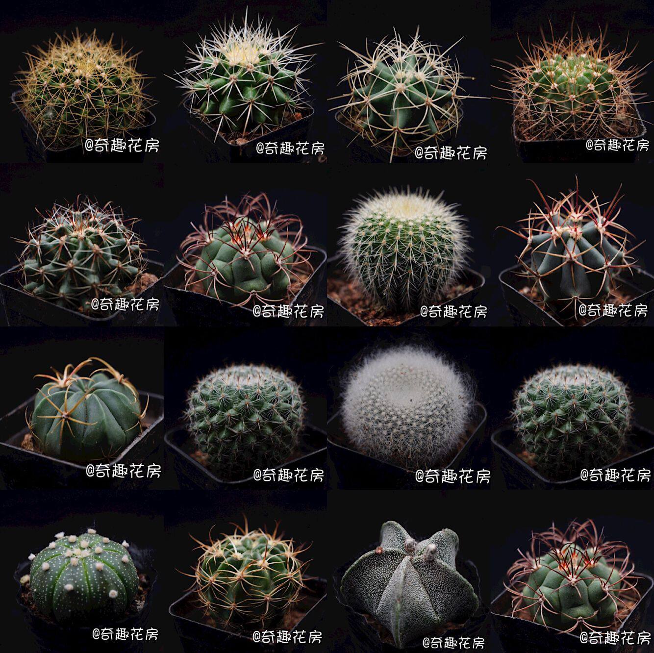 多肉植物白桦麒麟奇趣植物精品多肉盆栽办公室防辐射生石花仙人球