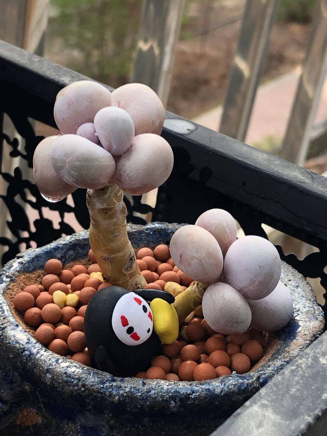 糖豆汤圆多肉植物奶酪手指奶进口贵货花卉办公室拇指圆滚滚肉肉