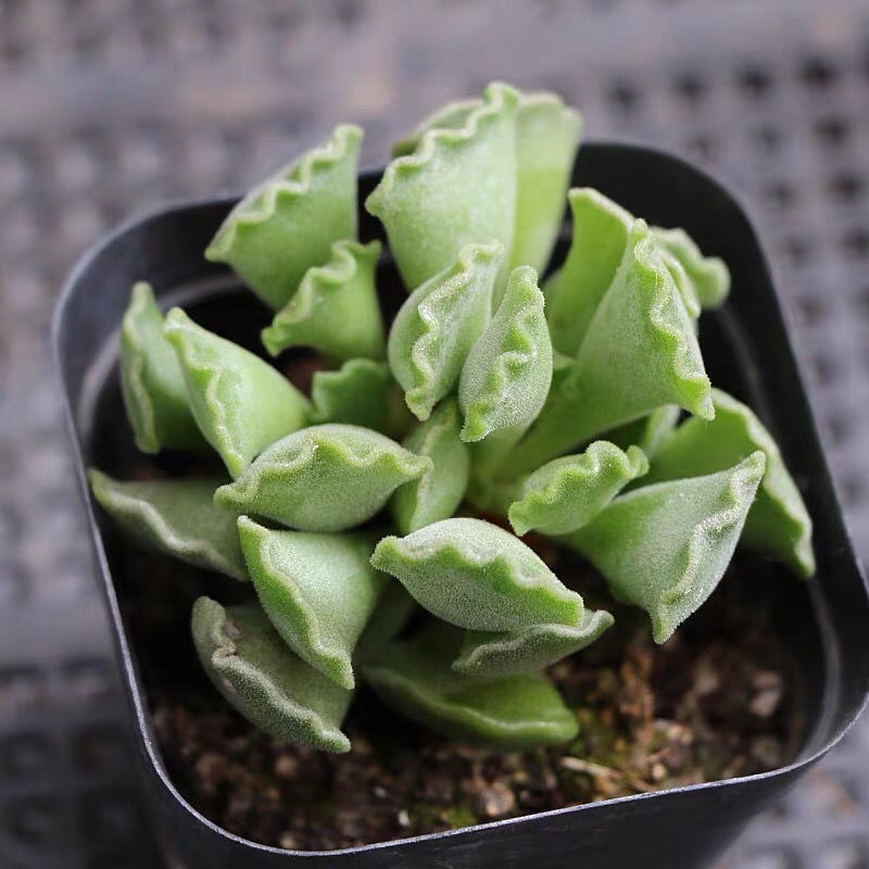 神想曲水泡 多肉植物 新手肉肉神响曲 稀有精品 室内花卉组合盆栽