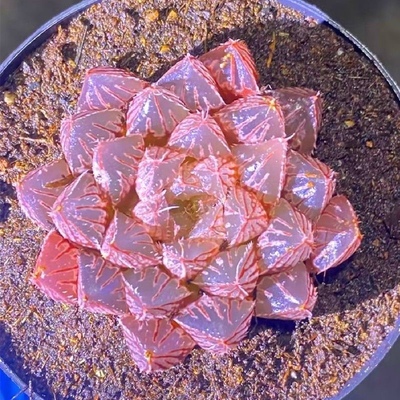 高级精品多肉植物粉黛楼兰蓝镜玉露办公室阳台防辐射盆栽花卉绿植