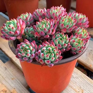 蓝苹果多头群生多肉植物蓝精灵盆栽肉肉新手办公室创意绿植防辐射