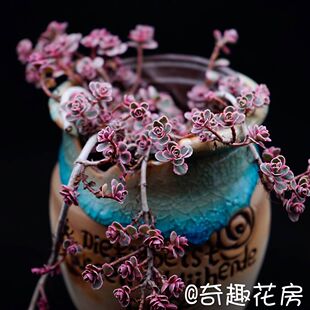 小球玫瑰锦多肉植物彩色多肉老桩新品盆栽组合多肉冬云口红罗密欧