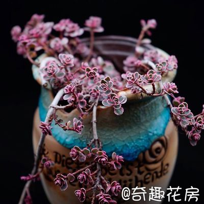 小球玫瑰口红罗密欧多肉植物新品