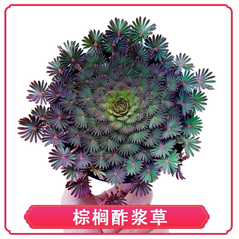 绿植盆栽棕榈幸运三四观叶花卉