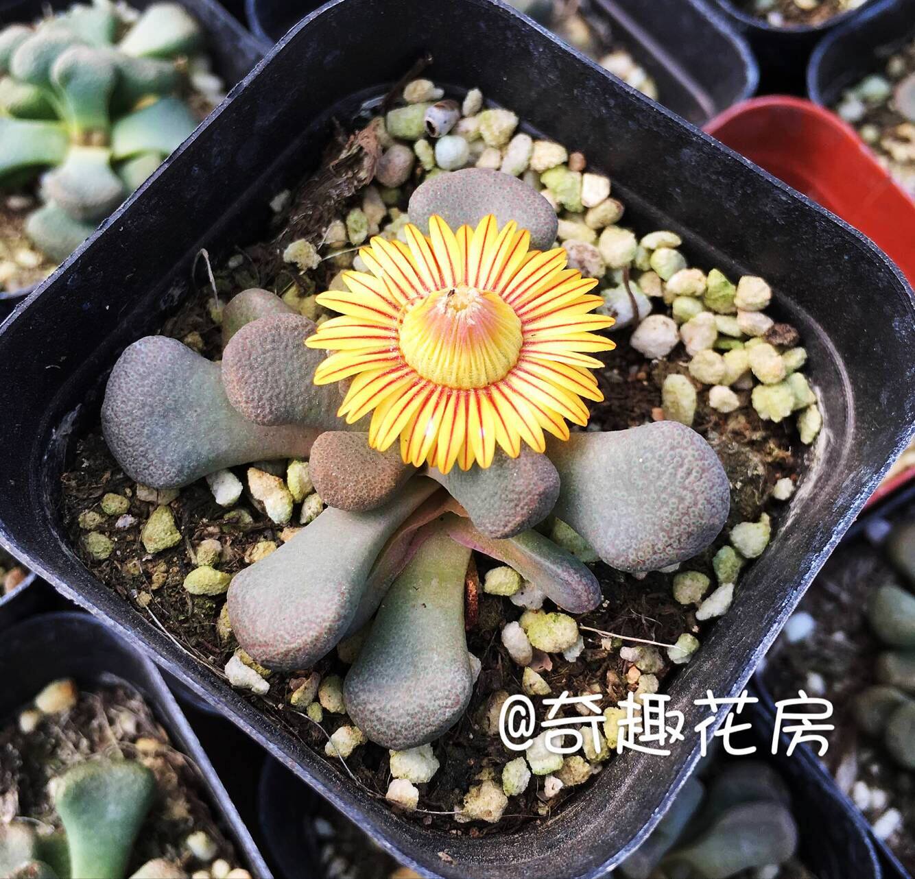 开花多肉  唐扇天女五十铃玉多肉植物迷你多肉组合盆栽肉肉吸财树