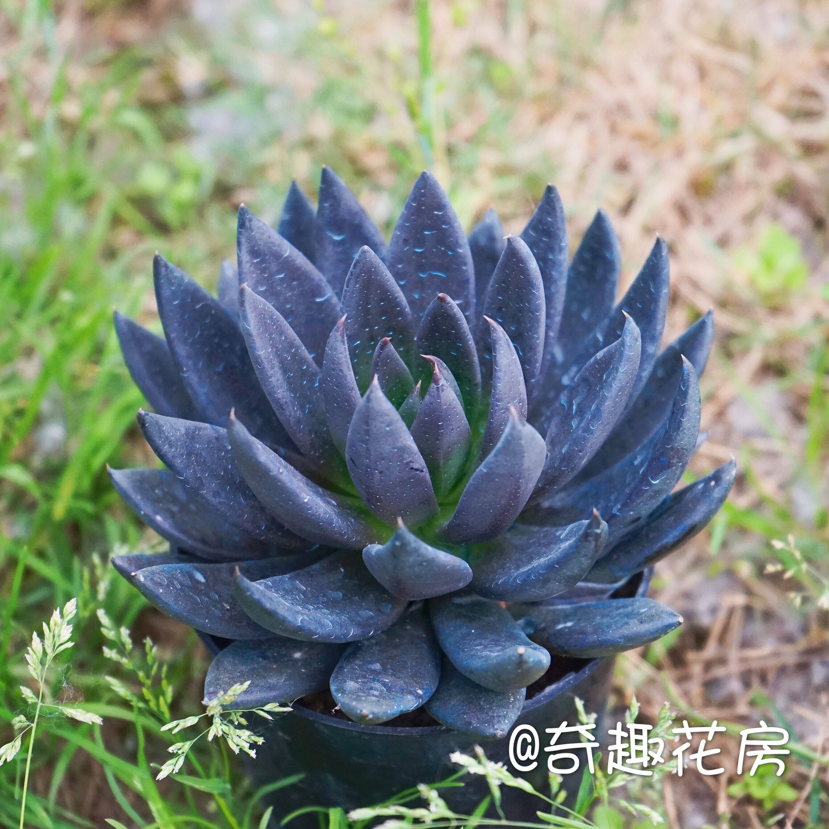 暗黑色黑骑士多肉植物盆栽黑助黑王子肉肉办公室阳台贵货稀有花卉