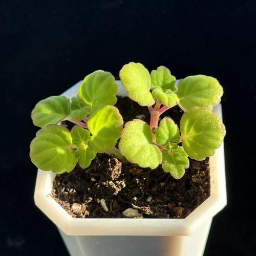爱氏延命草块根草 Plectranthus ernstiiliPla花朵卧室室外家用