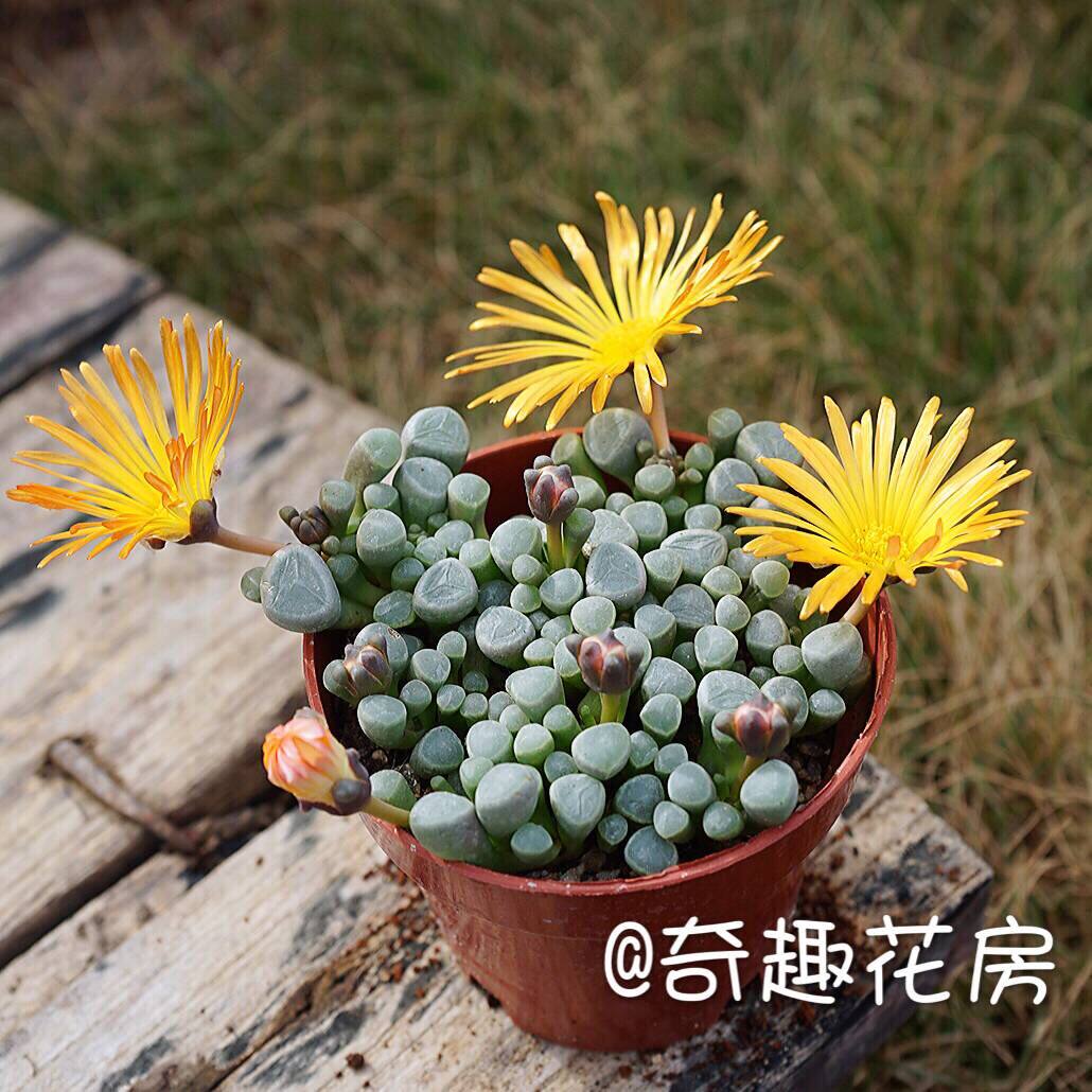 五十铃多肉植物迷你奇趣吸财树图片