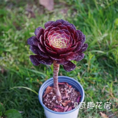 美杜莎黑暗萝莉老桩盆栽多肉植物