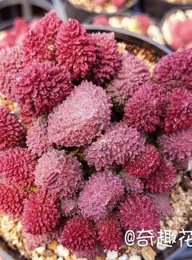 大疣朱子玉水泡多肉植物盆栽室内绿植创意花卉进口稀有水泡翠绿石