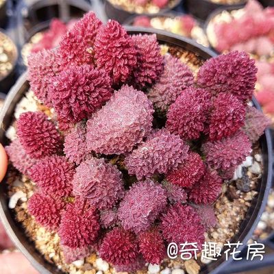 绿植盆栽花卉进口多肉植物