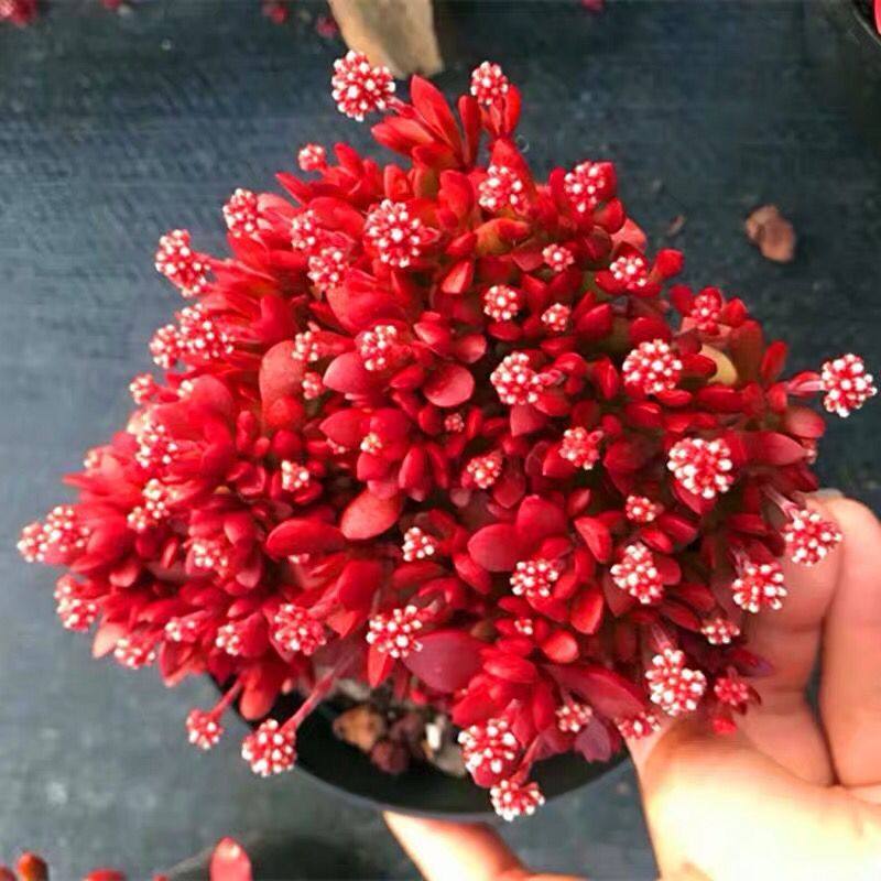 红稚儿多肉植物组合盆栽稀有品种