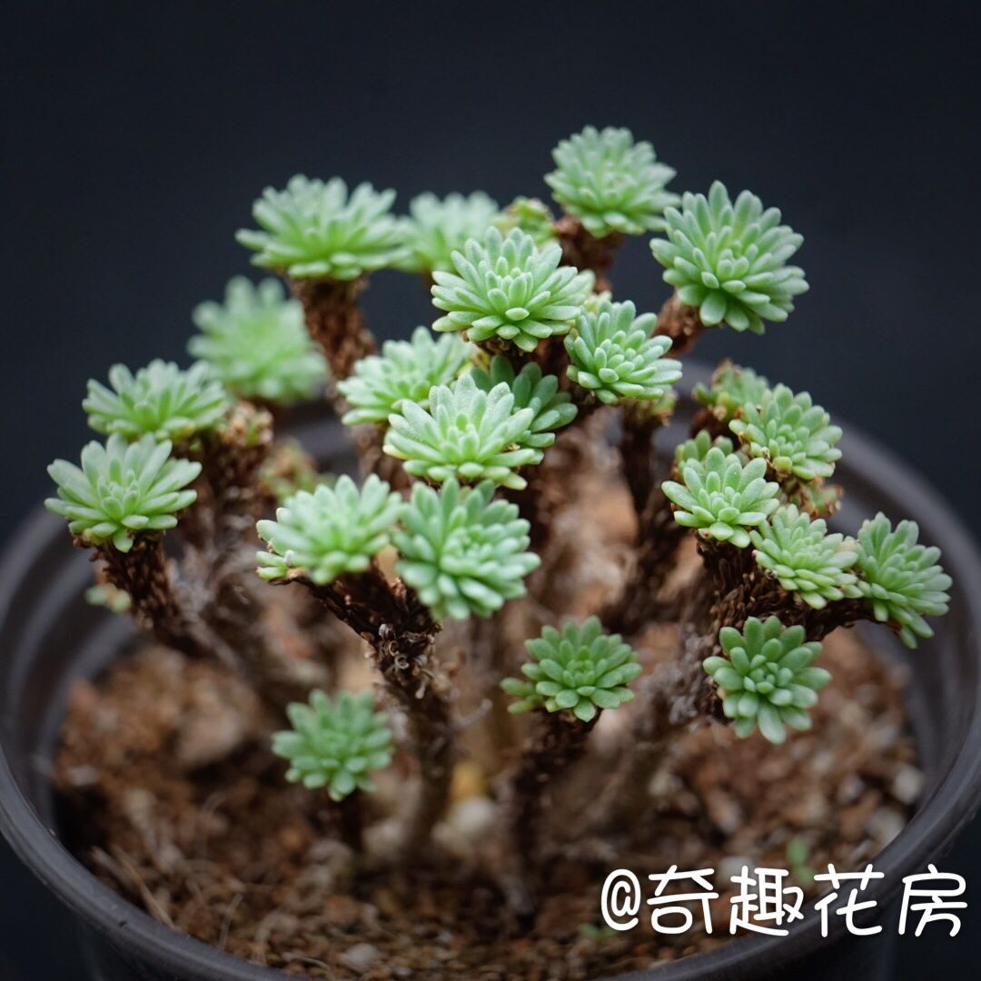 多肉植物球松小松迷你组合绿植