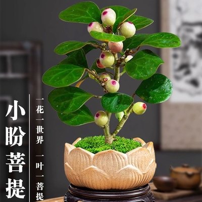 菩提树绿植花卉室内盆栽植物好养