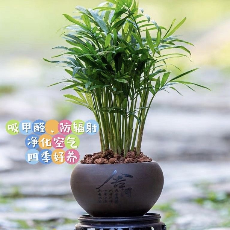 袖珍富贵竹椰子盆栽办公室桌面室内绿植凤尾竹四季常青容易养植物