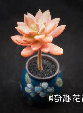 小布丁多肉植物淡雪办公室绿植