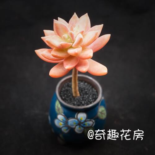小布丁多肉植物淡雪办公室绿植