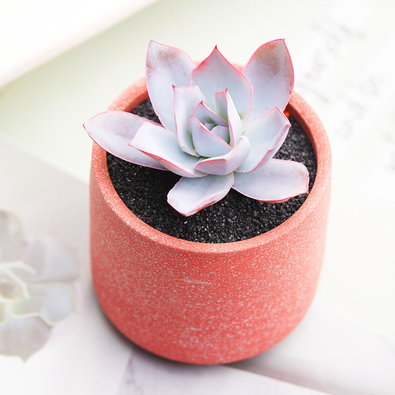 广寒宫薄叶三仙带仙气多肉植物室内防辐射盆栽肉肉植物卢浮宫组合