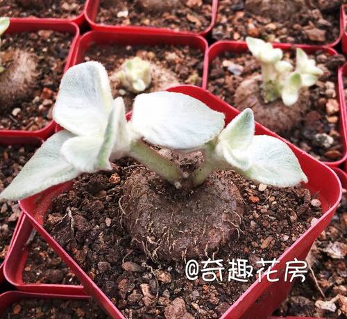 断崖女王多肉植物球根龟甲龙观叶