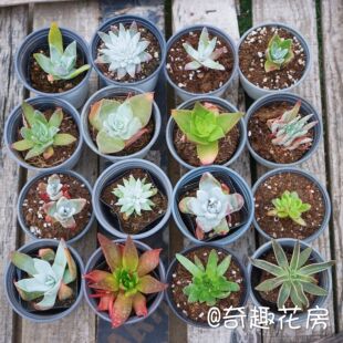 拇指仙女杯苹果叶多肉植物奴婢吉娜爱杜丽丝初霜仙女杯白菊饺子皮