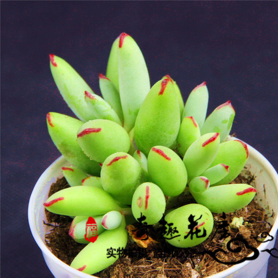 多肉植物达摩乒乓福娘 棒叶精灵福娘迷你绿植盆栽组合  奇趣花房